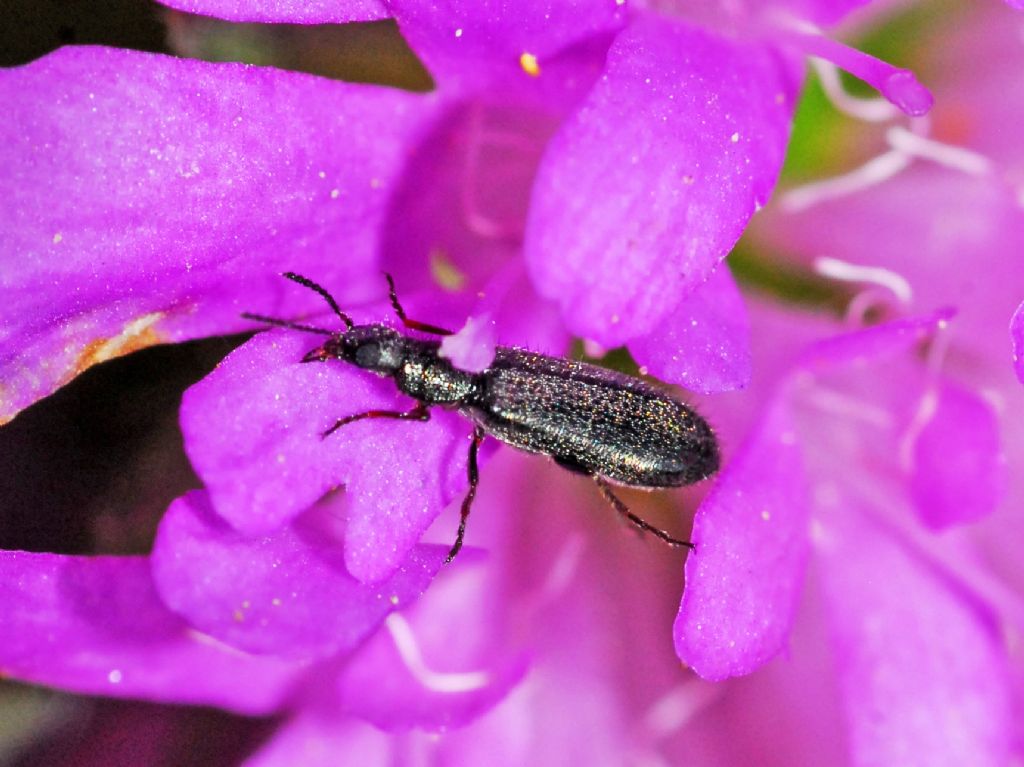 Coleoptera ID